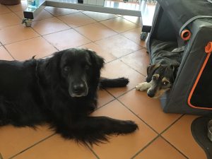 Read more about the article Schulhund-Freundschaft